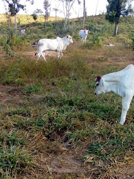 FAZENDÃO PRODUTIVO EM PALMEIRANTE–TO / 1.705 HECTARES: 16ª foto da galeria de imagens do imóvel