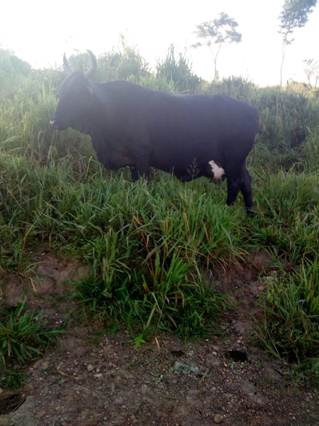 FAZENDÃO PRODUTIVO EM PALMEIRANTE–TO / 1.705 HECTARES: 15ª foto da galeria de imagens do imóvel