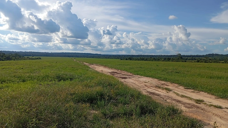 ARRENDAMENTO AGRÍCOLA DE ALTA OPORTUNIDADE – SINOP/MT: 12ª foto da galeria de imagens do imóvel