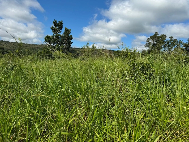 Fazendão em Tesouro-MT/Primavera do leste-MT -Apenas R$80 mil o alq.: 21ª foto da galeria de imagens do imóvel