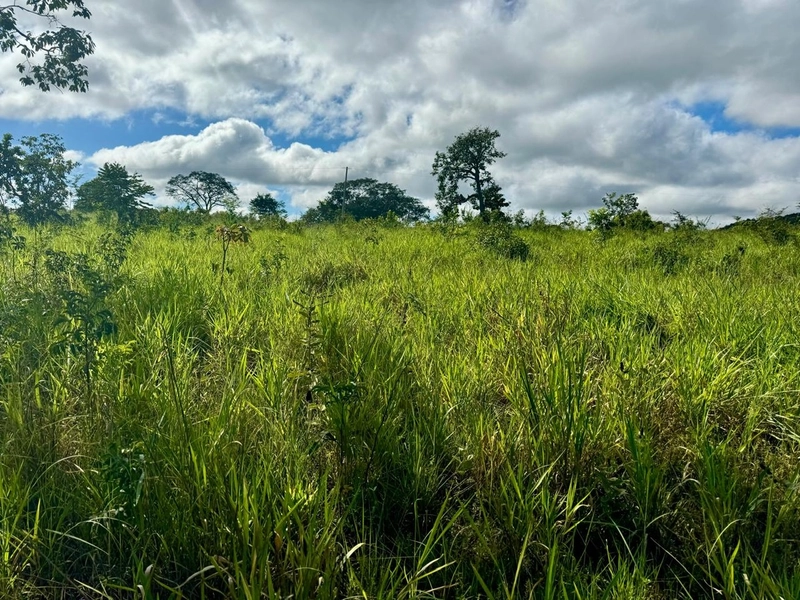 Fazendão em Tesouro-MT/Primavera do leste-MT -Apenas R$80 mil o alq.: 7ª foto da galeria de imagens do imóvel