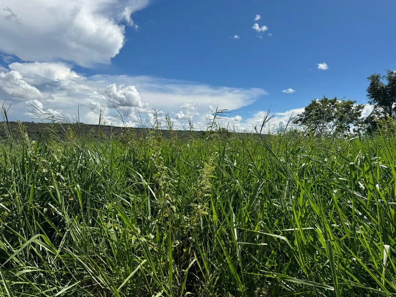 Fazendão em Tesouro-MT/Primavera do leste-MT -Apenas R$80 mil o alq.: 15ª foto da galeria de imagens do imóvel