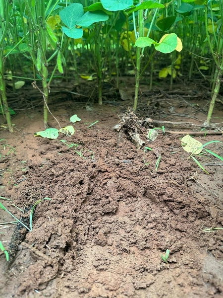 ARRENDAMENTO PARA SOJA em Balsas-MA: 7ª foto da galeria de imagens do imóvel