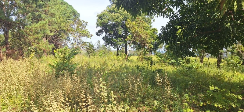 OPORTUNIDADE EM CHÁCARA 11 HECTARES - NO GIRASSOL/COCALZINHO-GO: 25ª foto da galeria de imagens do imóvel