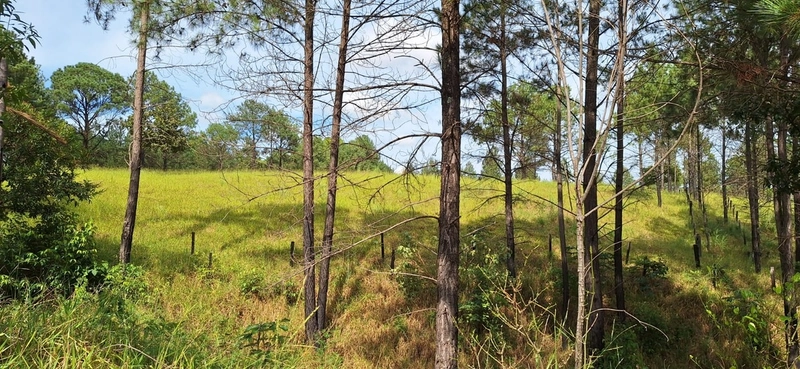 OPORTUNIDADE EM CHÁCARA 11 HECTARES - NO GIRASSOL/COCALZINHO-GO: 9ª foto da galeria de imagens do imóvel