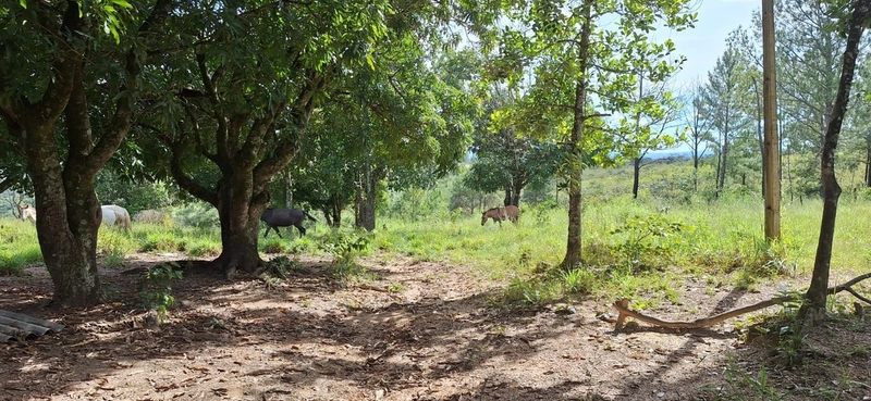 OPORTUNIDADE EM CHÁCARA 11 HECTARES - NO GIRASSOL/COCALZINHO-GO: 24ª foto da galeria de imagens do imóvel