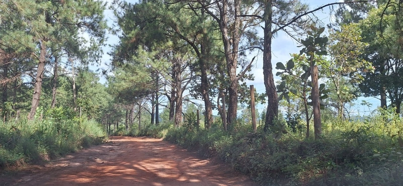 OPORTUNIDADE EM CHÁCARA 11 HECTARES - NO GIRASSOL/COCALZINHO-GO: 7ª foto da galeria de imagens do imóvel