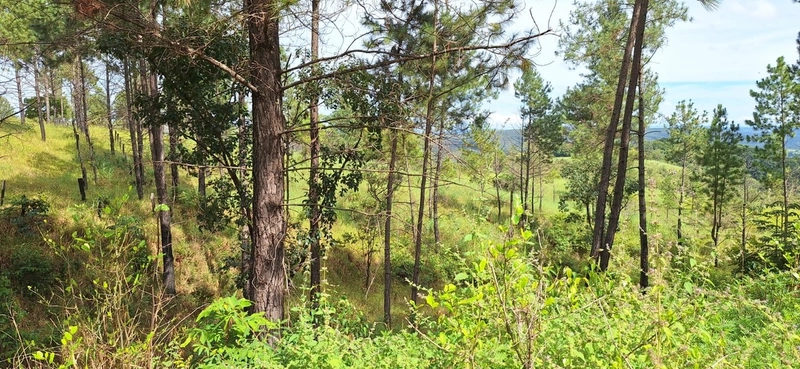 OPORTUNIDADE EM CHÁCARA 11 HECTARES - NO GIRASSOL/COCALZINHO-GO: 18ª foto da galeria de imagens do imóvel