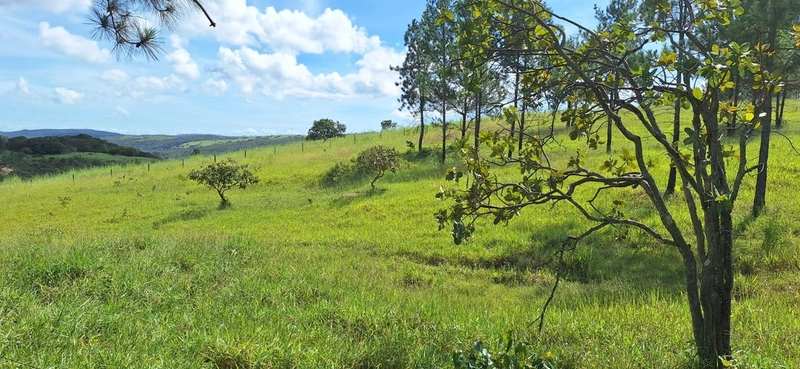 OPORTUNIDADE EM CHÁCARA 11 HECTARES - NO GIRASSOL/COCALZINHO-GO: 1ª foto da galeria de imagens do imóvel