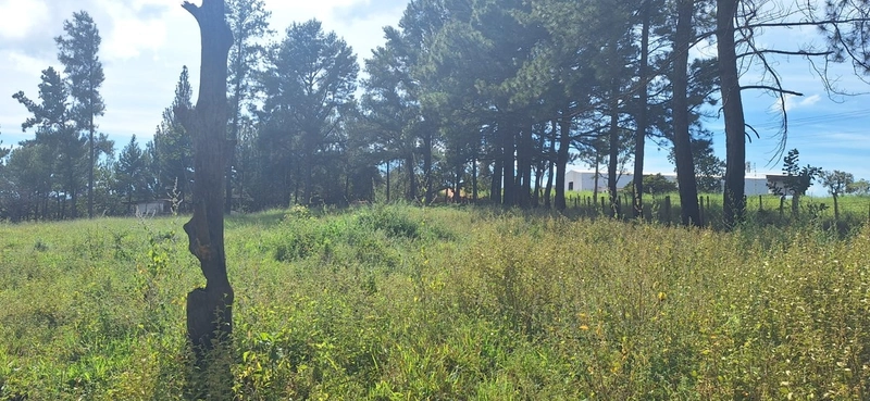 OPORTUNIDADE EM CHÁCARA 11 HECTARES - NO GIRASSOL/COCALZINHO-GO: 27ª foto da galeria de imagens do imóvel