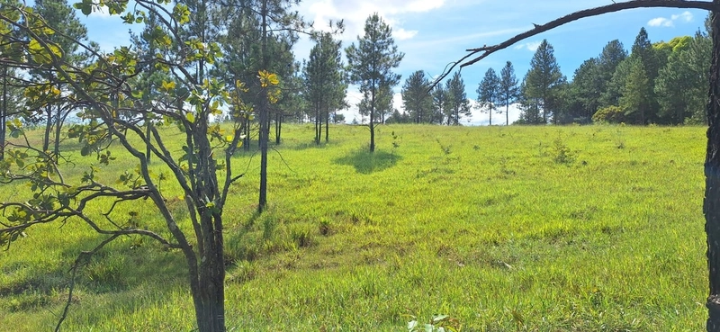 OPORTUNIDADE EM CHÁCARA 11 HECTARES - NO GIRASSOL/COCALZINHO-GO: 8ª foto da galeria de imagens do imóvel