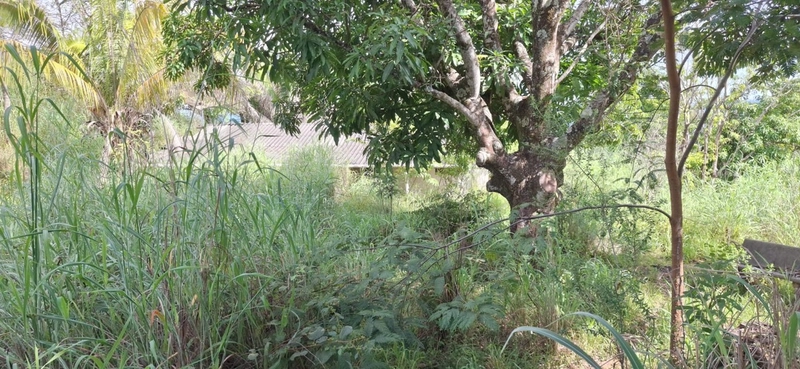 OPORTUNIDADE EM CHÁCARA 11 HECTARES - NO GIRASSOL/COCALZINHO-GO: 20ª foto da galeria de imagens do imóvel