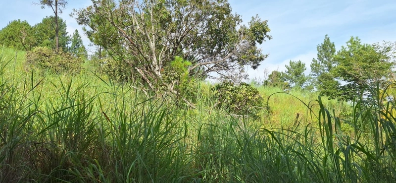 OPORTUNIDADE EM CHÁCARA 11 HECTARES - NO GIRASSOL/COCALZINHO-GO: 19ª foto da galeria de imagens do imóvel
