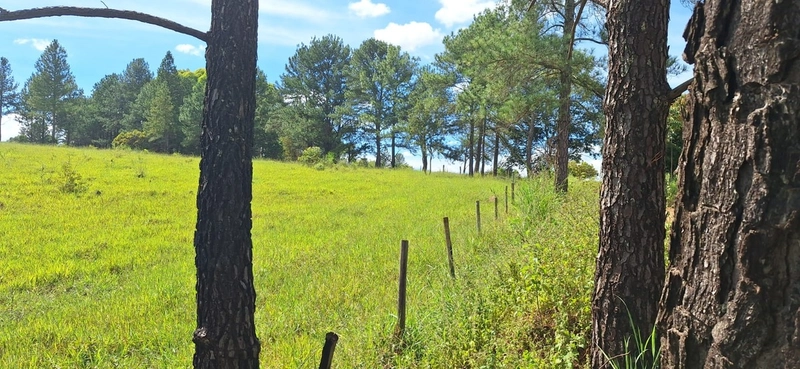 OPORTUNIDADE EM CHÁCARA 11 HECTARES - NO GIRASSOL/COCALZINHO-GO: 5ª foto da galeria de imagens do imóvel