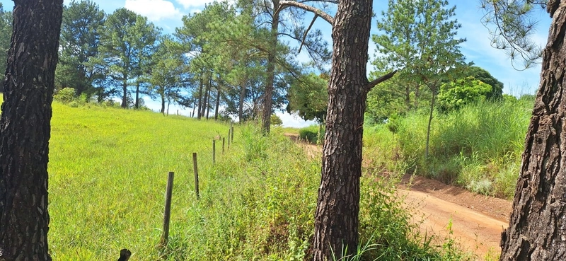 OPORTUNIDADE EM CHÁCARA 11 HECTARES - NO GIRASSOL/COCALZINHO-GO: 6ª foto da galeria de imagens do imóvel