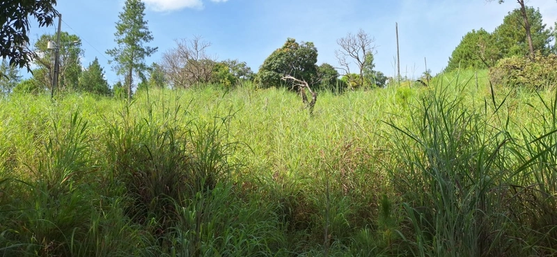 OPORTUNIDADE EM CHÁCARA 11 HECTARES - NO GIRASSOL/COCALZINHO-GO: 22ª foto da galeria de imagens do imóvel