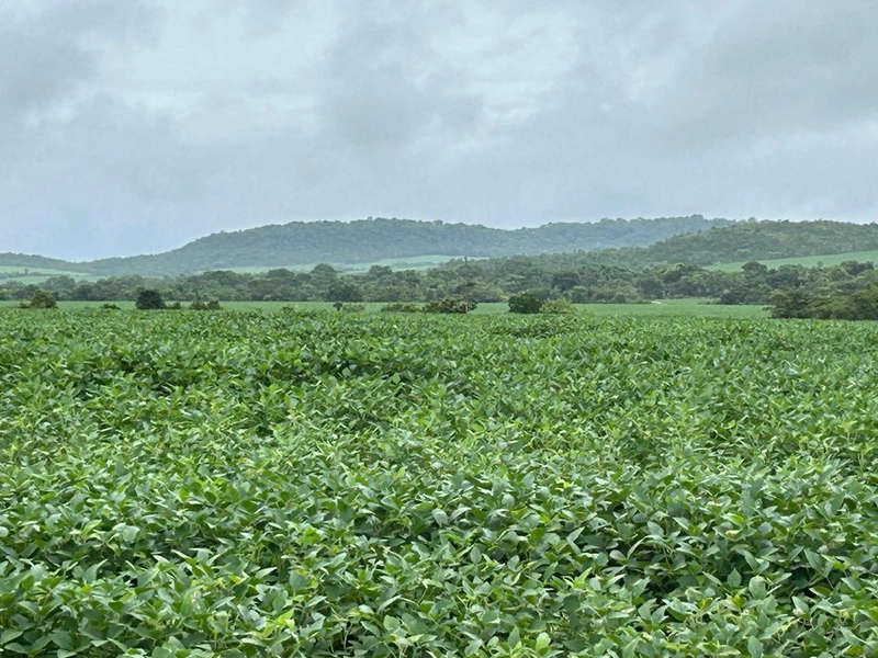 Fazenda para SOJA no Mato Grosso - Nova Xavantina-MT: 1ª foto da galeria de imagens do imóvel