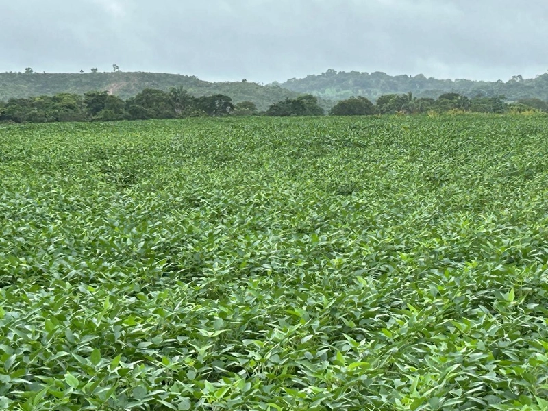 Fazenda para SOJA no Mato Grosso - Nova Xavantina-MT: 3ª foto da galeria de imagens do imóvel