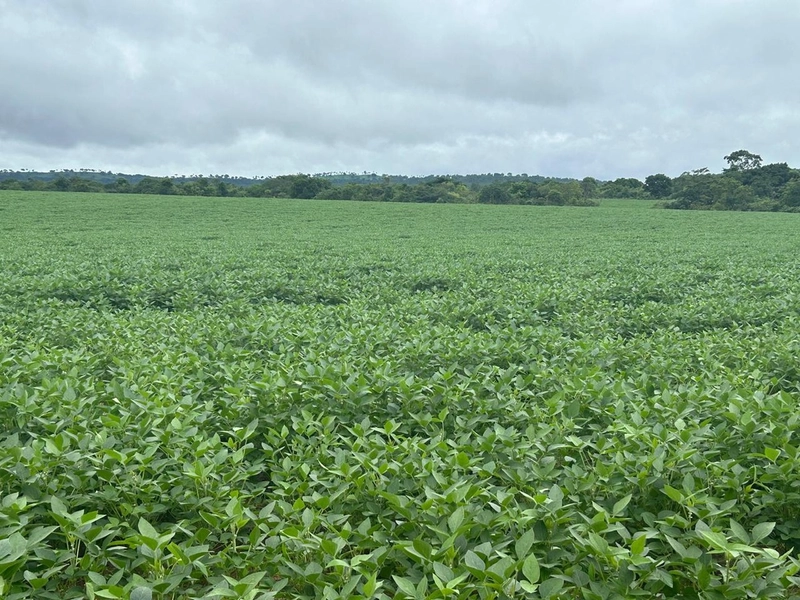 Fazenda para SOJA no Mato Grosso - Nova Xavantina-MT: 4ª foto da galeria de imagens do imóvel