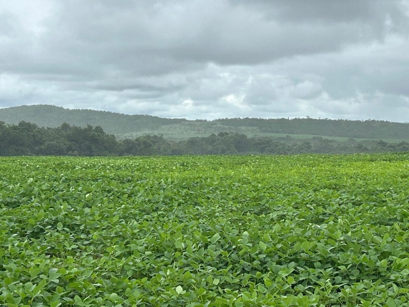 Fazenda para SOJA no Mato Grosso - Nova Xavantina-MT: 6ª foto da galeria de imagens do imóvel