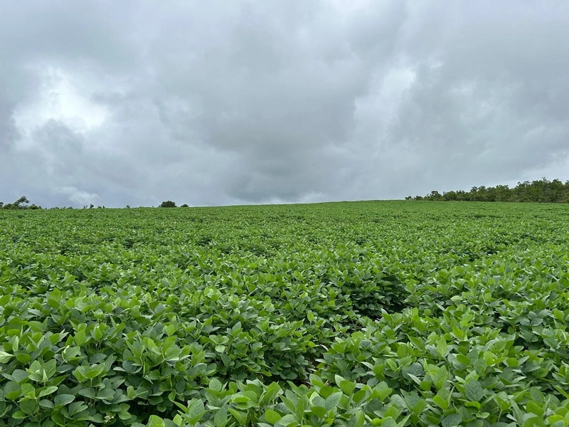 Fazenda para SOJA no Mato Grosso - Nova Xavantina-MT: 7ª foto da galeria de imagens do imóvel