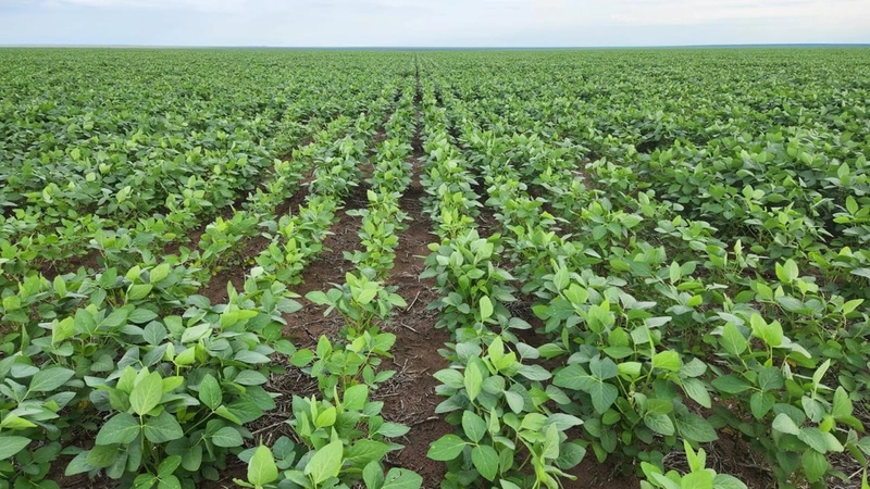 Fazenda para SOJA no Mato Grosso - Nova Xavantina-MT: 5ª foto da galeria de imagens do imóvel