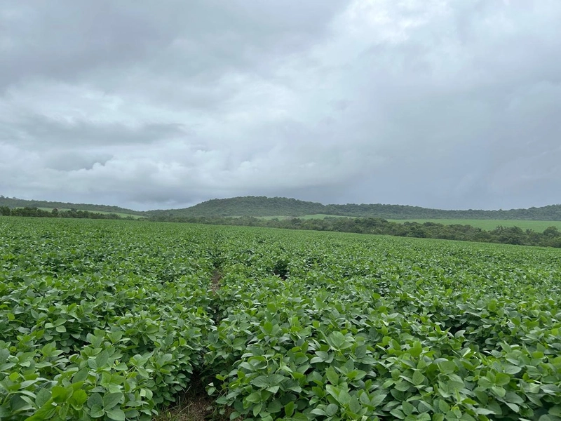 Fazenda para SOJA no Mato Grosso - Nova Xavantina-MT: 8ª foto da galeria de imagens do imóvel