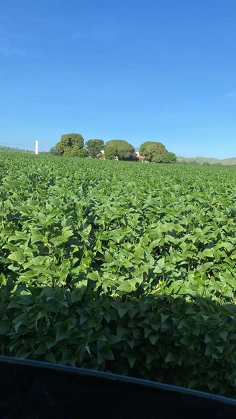 Fazenda para SOJA no Mato Grosso - 554 ha plantando toda área útil: 9ª foto da galeria de imagens do imóvel
