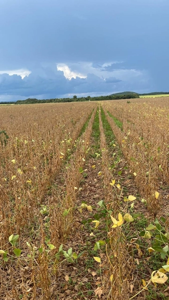 Fazenda para SOJA no Mato Grosso - 554 ha plantando toda área útil: 7ª foto da galeria de imagens do imóvel