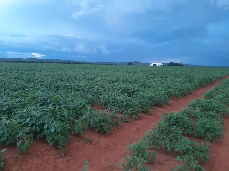 Fazenda para SOJA no Mato Grosso - 554 ha plantando toda área útil: 11ª foto da galeria de imagens do imóvel