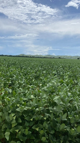 Fazenda para SOJA no Mato Grosso - 554 ha plantando toda área útil: 6ª foto da galeria de imagens do imóvel