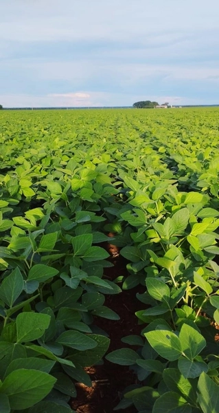 Fazenda para SOJA no Mato Grosso - 554 ha plantando toda área útil: 18ª foto da galeria de imagens do imóvel