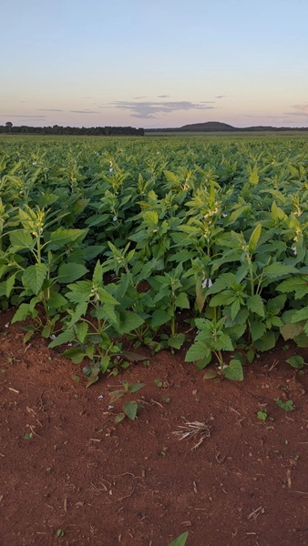 Fazenda para SOJA no Mato Grosso - 554 ha plantando toda área útil: 8ª foto da galeria de imagens do imóvel