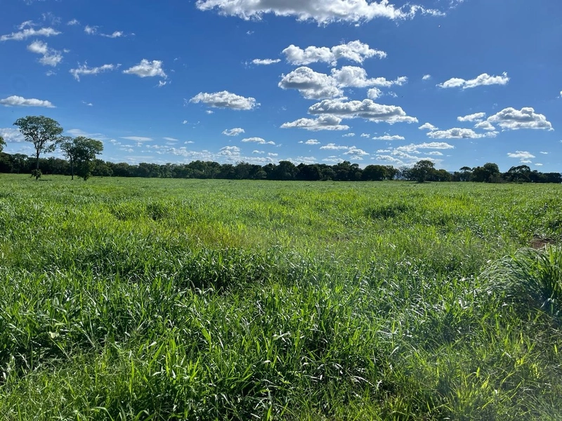 Fazenda DUPLA APTIDÃO à venda, 362 alq. (1.752 Ha), em Flores de Goiás: 30ª foto da galeria de imagens do imóvel