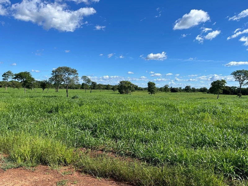 Fazenda DUPLA APTIDÃO à venda, 362 alq. (1.752 Ha), em Flores de Goiás: 29ª foto da galeria de imagens do imóvel