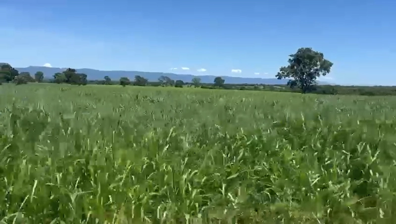 Fazenda DUPLA APTIDÃO à venda, 362 alq. (1.752 Ha), em Flores de Goiás: 18ª foto da galeria de imagens do imóvel