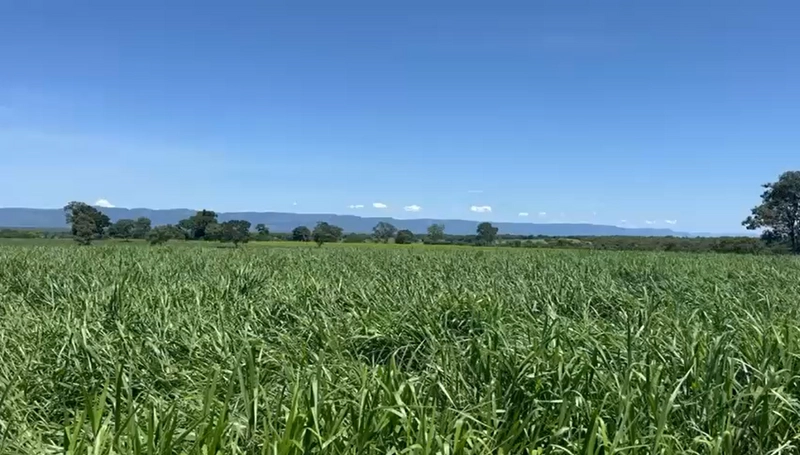 Fazenda DUPLA APTIDÃO à venda, 362 alq. (1.752 Ha), em Flores de Goiás: 17ª foto da galeria de imagens do imóvel