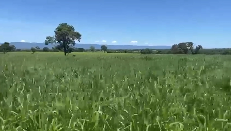 Fazenda DUPLA APTIDÃO à venda, 362 alq. (1.752 Ha), em Flores de Goiás: 19ª foto da galeria de imagens do imóvel