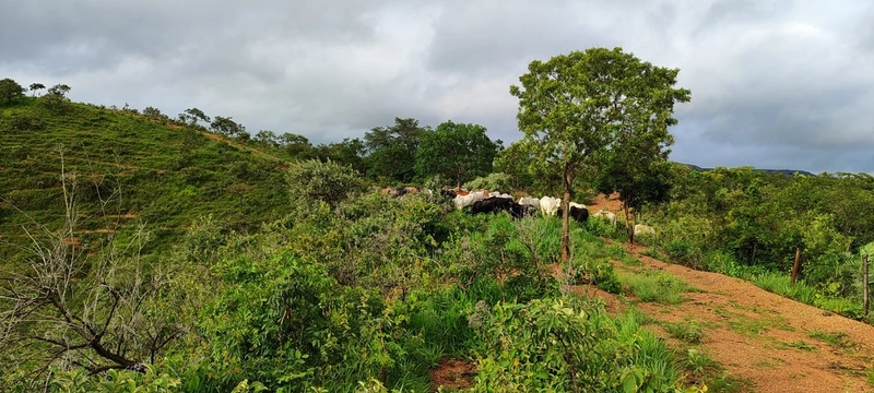 Fazenda para PECUÁRIA em Planaltina de Goiás-GO: 17ª foto da galeria de imagens do imóvel