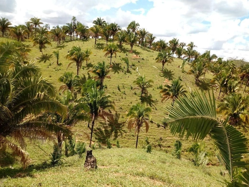 Fazenda para PECUÁRIA em Planaltina de Goiás-GO: 5ª foto da galeria de imagens do imóvel