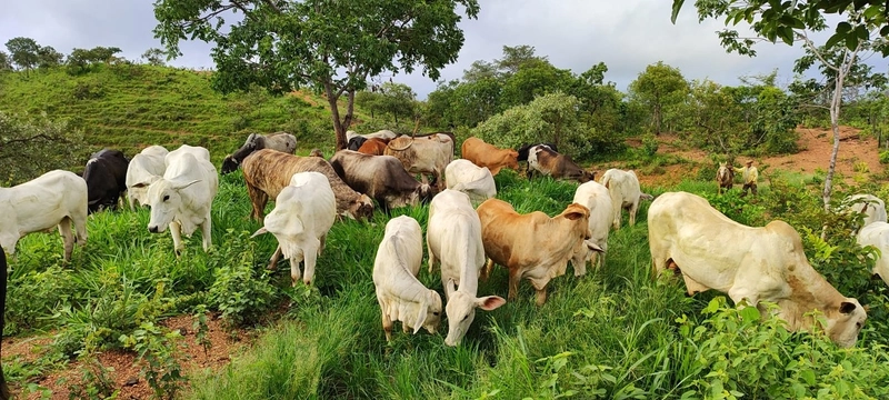 Fazenda para PECUÁRIA em Planaltina de Goiás-GO: 19ª foto da galeria de imagens do imóvel