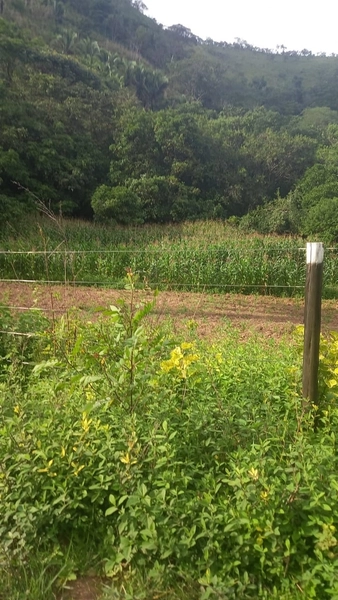 Fazenda boa de preço em Planaltina de Goiás: 8ª foto da galeria de imagens do imóvel