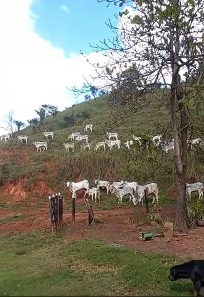 Fazenda boa de preço em Planaltina de Goiás: 11ª foto da galeria de imagens do imóvel