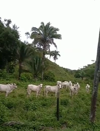 Fazenda boa de preço em Planaltina de Goiás: 1ª foto da galeria de imagens do imóvel