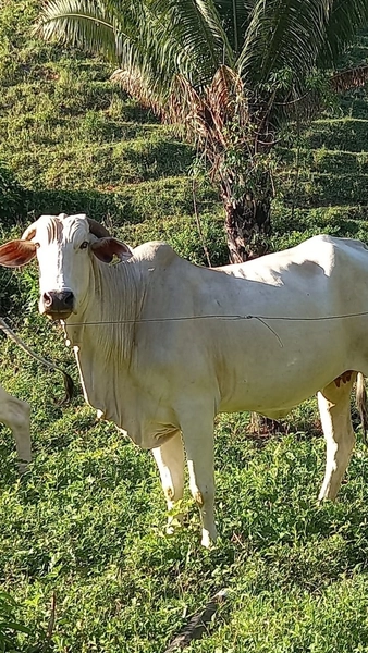 Fazenda boa de preço em Planaltina de Goiás: 15ª foto da galeria de imagens do imóvel