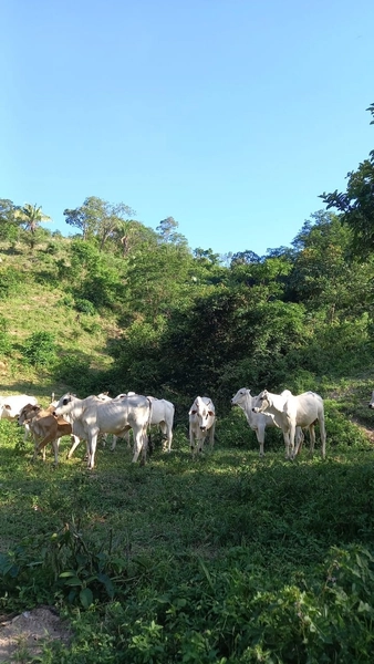 Fazenda boa de preço em Planaltina de Goiás: 14ª foto da galeria de imagens do imóvel