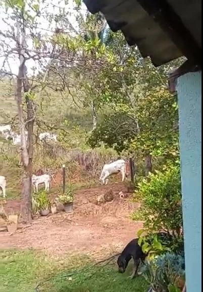 Fazenda boa de preço em Planaltina de Goiás: 4ª foto da galeria de imagens do imóvel