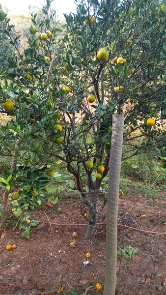 Fazenda boa de preço em Planaltina de Goiás: 12ª foto da galeria de imagens do imóvel