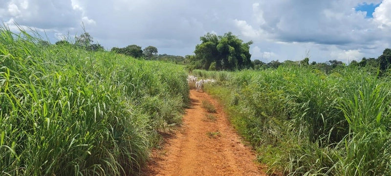 Fazenda no VALE DO ARAGUAIA - Dupla aptidão - ARAGUAÇU-TO: 6ª foto da galeria de imagens do imóvel