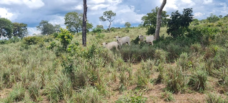 Fazenda no VALE DO ARAGUAIA - Dupla aptidão - ARAGUAÇU-TO: 4ª foto da galeria de imagens do imóvel